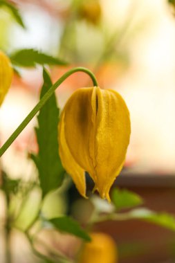 Clematis Tibetana 'nın sarı çiçeği bahçede. Sığ alan derinliği.