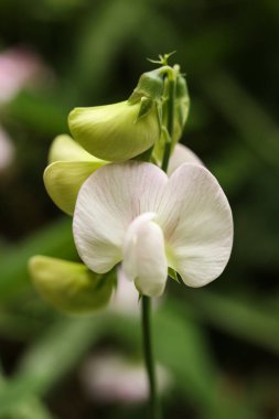 Lathyrus latifolius, daimi peavine, daimi bezelye, geniş yapraklı ebedi bezelye, ya da sadece sonsuz bezelye.