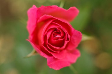 Bahçede pembe gül, yakın plan, sığ alan derinliği