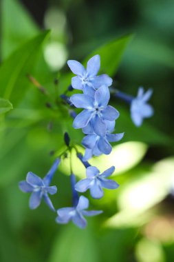 Mavi amsonya çiçeğine yakın mavi buz
