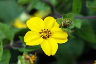 Chrysogonum Virginianum 'un güzel çiçeği, altın diz, yeşil ve altın, ya da bahçedeki altın yıldız.