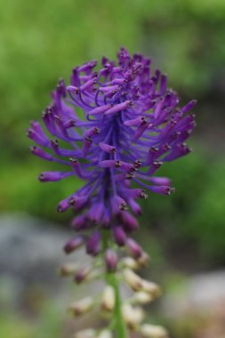 Bulanık bir arkaplanda mor bir Muscari çiçeğinin yakın çekimi. Sığ alan derinliği