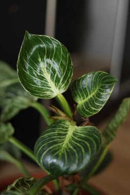 Philodendron Birkin 'in çeşitli yeşil ve beyaz yapraklı ev bitkisi, kapalı alanda tropik yeşillikler.