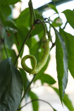 Bahçedeki ağaçta daha yumuşak yeşil spiral biber var. Sığ alan derinliği