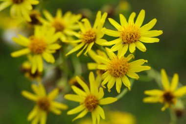 Çayır otlarının sarı çiçekleri