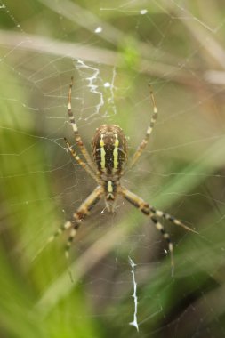 Argiope bruennichi, yaygın olarak yaban arısı örümceği olarak bilinir. 