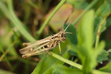 Çayırdaki çimlerin üzerinde oturan çekirge.