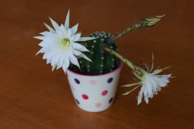 Paskalya zambağı kaktüsü çiçeği ahşap masada bir tencerede. Seçici odak.