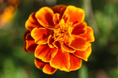 Fransız kadife çiçeği Tagetes patula 'nın portakal çiçeği, bahçeye yaklaş. 