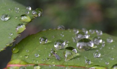 yeşil yapraklar, bitkiler ve yapraklar