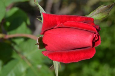 Bahçede kırmızı gül