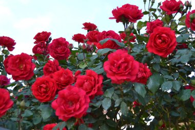 Bahçede güzel kırmızı güller