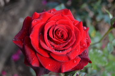 Bahçedeki güzel kırmızı gül