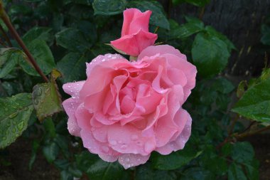 Bahçede güzel pembe bir gül