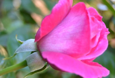 doğada güzel kırmızı gül