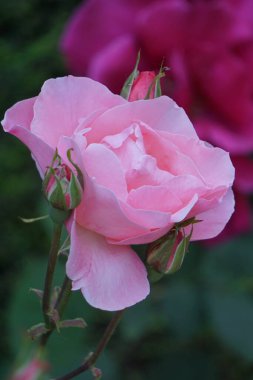 Bahçede güzel pembe bir gül