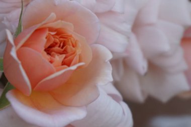 Bahçedeki güzel güller