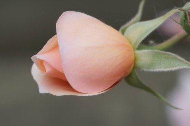 Güzel pembe gül, bitki