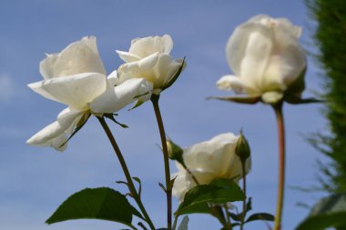 Mavi gökyüzünün arka planında güzel çiçekler.