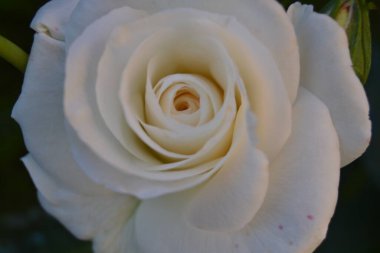 güzel beyaz gül çiçek