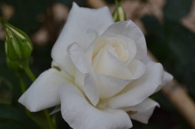 Koyu arkaplanı olan güzel beyaz gül çiçeğini kapat.