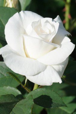 Bahçedeki beyaz gül