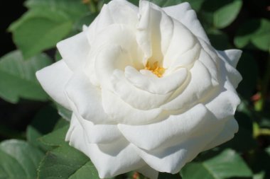 Bahçedeki beyaz gül