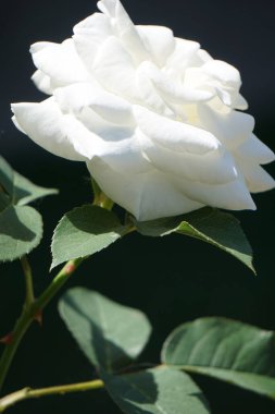 Bahçedeki güzel beyaz gül