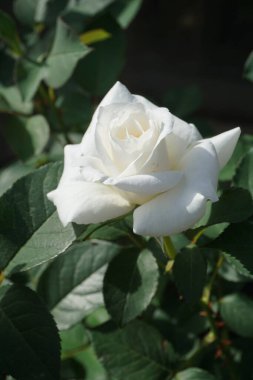 Bahçedeki beyaz gül