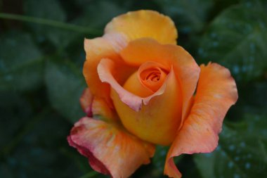 Bahçedeki turuncu gülü kapat.