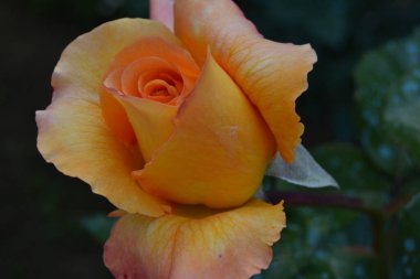 Sarı bir güle yaklaş.