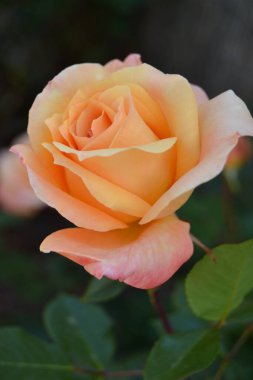 Bahçedeki güzel güller