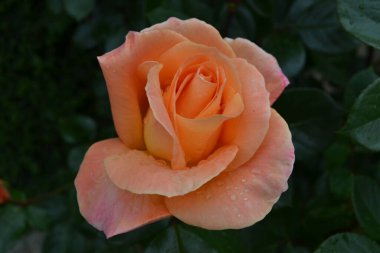 Bahçede portakal gülü