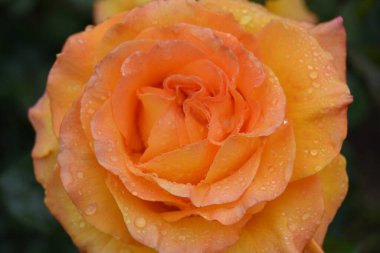 Güzel bir turuncu gülün yakın görüntüsü..