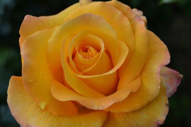 Bahçede portakal gülü