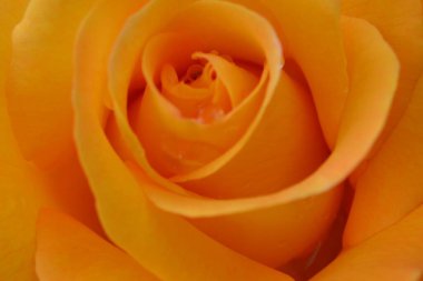 Kapalı - Bahçede portakal gülü, makro fotoğraf