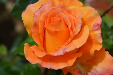 Bahçede portakal gülü