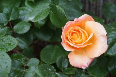 Bahçedeki güzel güller