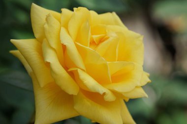 Bahçedeki güzel sarı gül