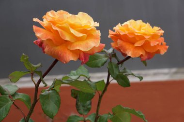 Bahçedeki güzel güller