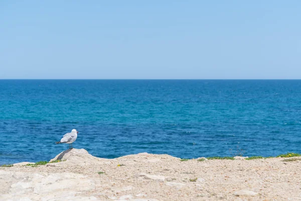 stock image Seagull as a symbol of the rest on sea and beach