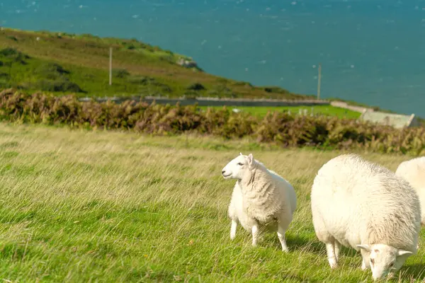 Llandudno yarı adasında mavi gökyüzü ve deniz üzerinde koyunlar. İngiltere.