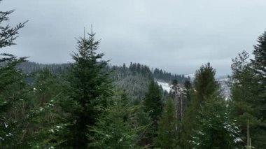 Yeşil ağaçların tepeleri arasında. Orman ve dağlar, hava doğal manzarası.