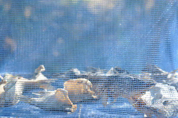 stock image Fish in sun dehydrator. Few layers net for drying fish, fruit, grass, mushrooms under the sun's rays. Protection against flies. Natural food.