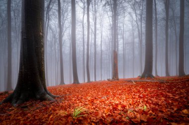 Arka sis sonbahar kayın ormanı