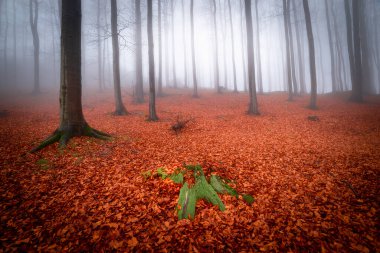 Arka sis sonbahar kayın ormanı
