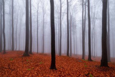 Arka sis sonbahar kayın ormanı