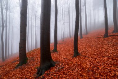 Arka sis sonbahar kayın ormanı