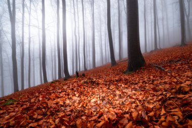 Arka sis sonbahar kayın ormanı