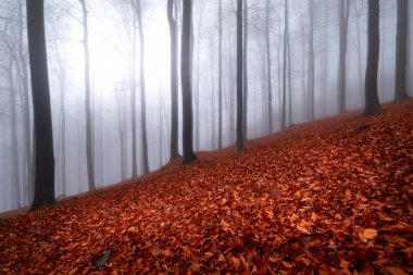 Arka sis sonbahar kayın ormanı